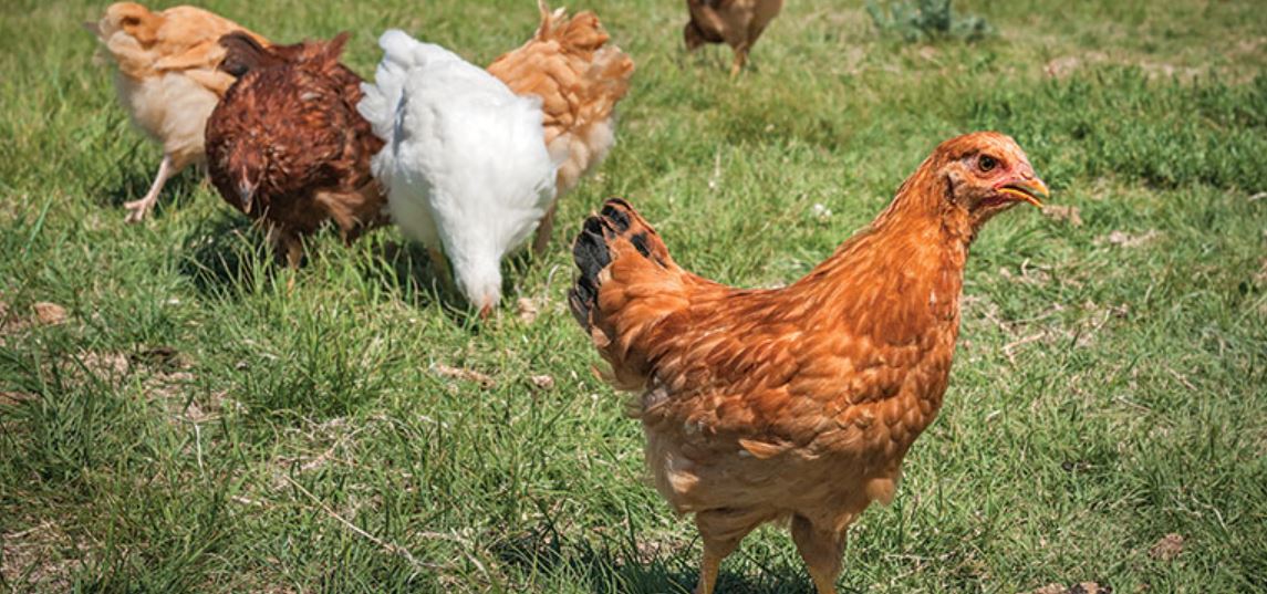 فروش نیمچه مرغ در همدان - سپید طیور